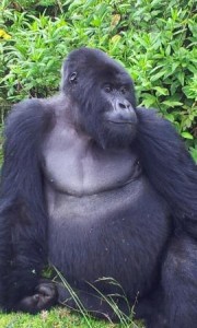 587silverback